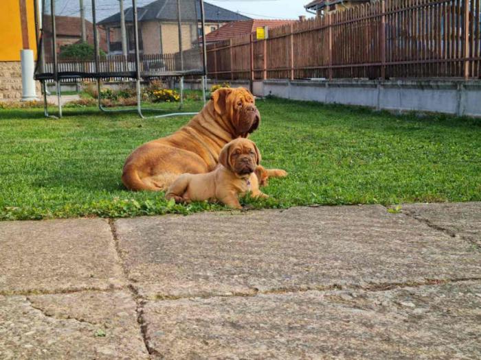štenci borodske doge besplatni mali oglasi