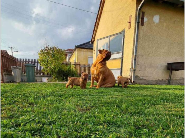 štenci borodske doge besplatni mali oglasi