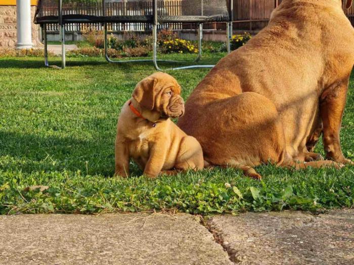 štenci borodske doge besplatni mali oglasi