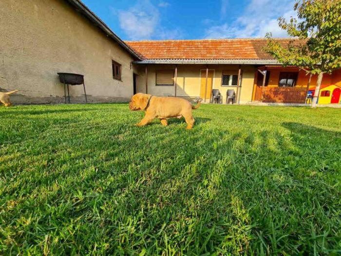 štenci borodske doge besplatni mali oglasi