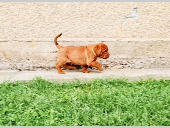 štenci borodske doge besplatni mali oglasi