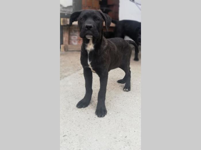 cane corso štenci besplatni mali oglasi