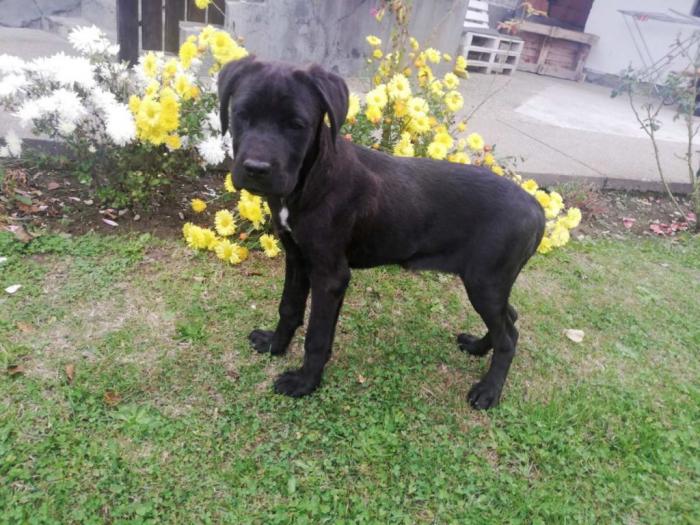 cane corso štenci besplatni mali oglasi