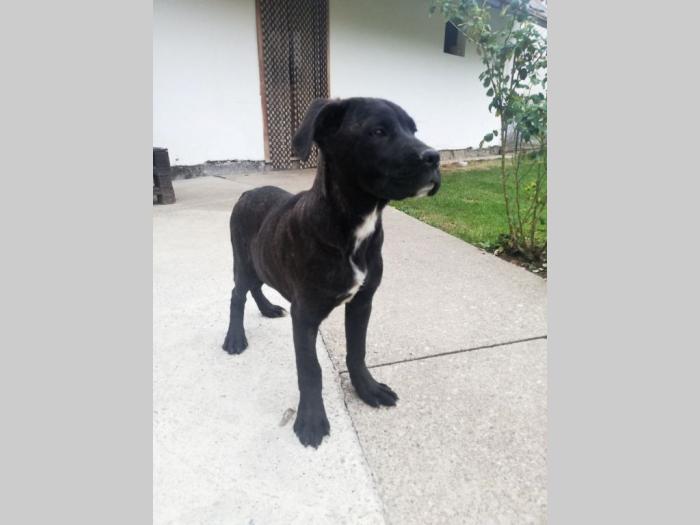cane corso štenci besplatni mali oglasi