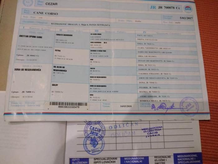 cane corso štenci besplatni mali oglasi