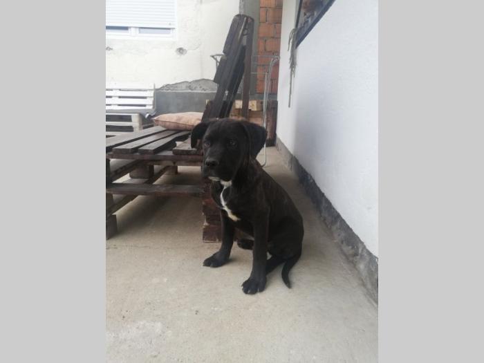 cane corso štenci besplatni mali oglasi
