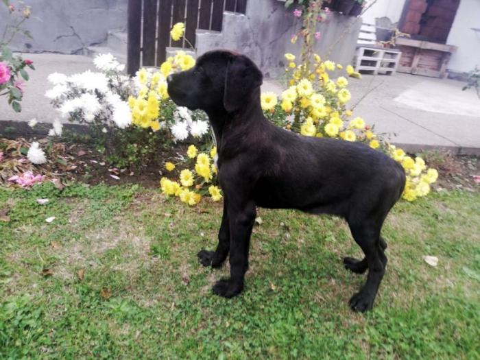 cane corso štenci besplatni mali oglasi