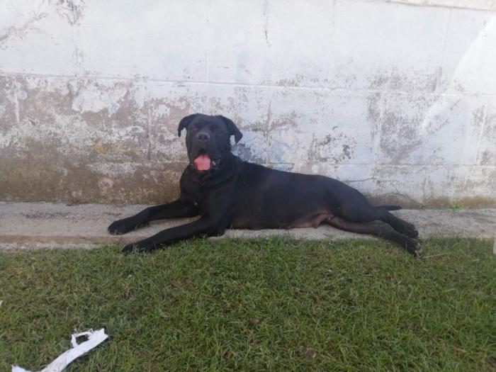 cane corso štenci besplatni mali oglasi