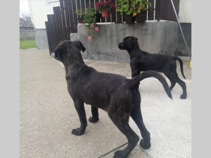 cane corso štenci besplatni mali oglasi