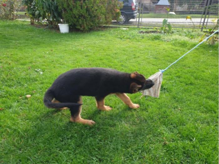 nemački ovčar štenci besplatni mali oglasi