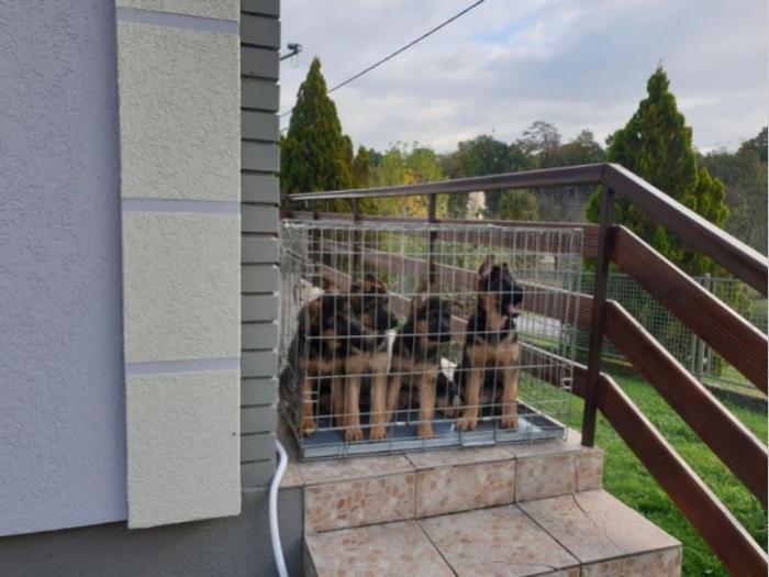 nemački ovčar štenci besplatni mali oglasi
