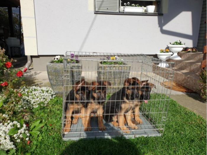 nemački ovčar štenci besplatni mali oglasi