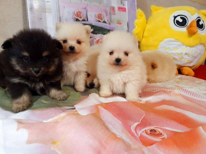štenci pomeranaca spremni za preuzmanje besplatni mali oglasi