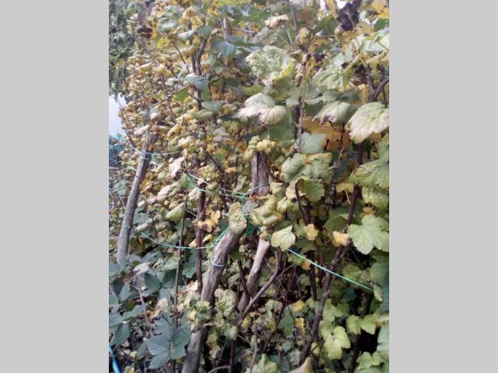 sadnice voćne, hrast, bukva, lipa, breza  besplatni mali oglasi