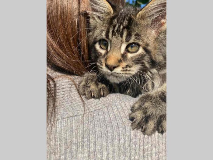maine coon mace štenci muškog pola besplatni mali oglasi