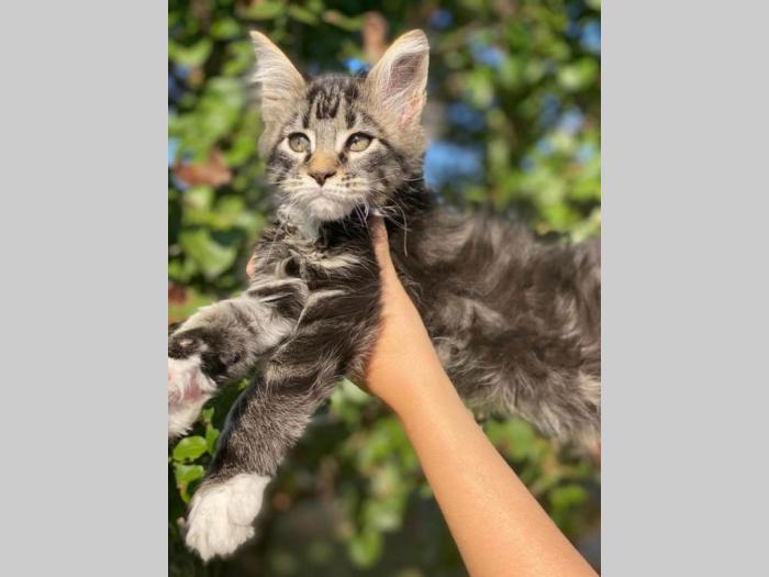 maine coon mace štenci muškog pola besplatni mali oglasi