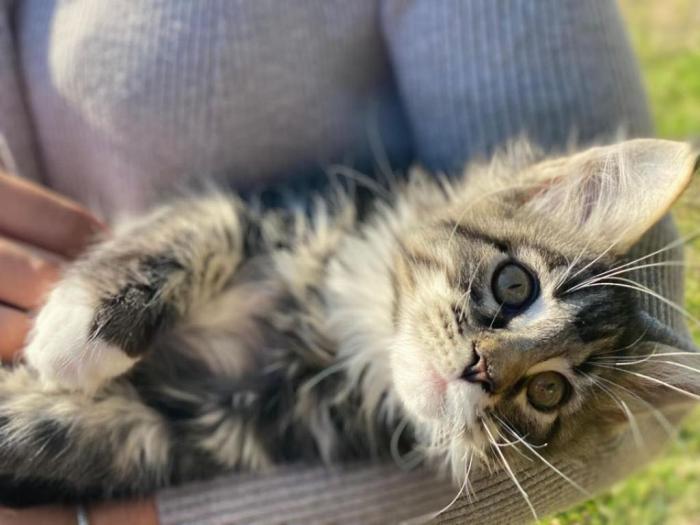 maine coon mace štenci muškog pola besplatni mali oglasi