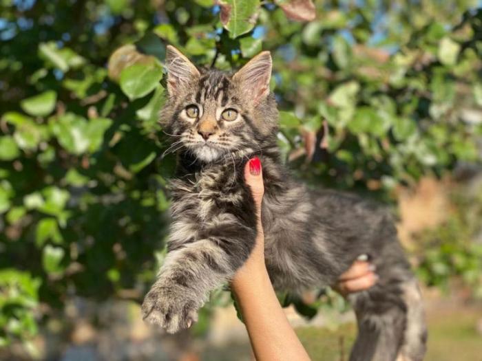 maine coon mace štenci muškog pola besplatni mali oglasi