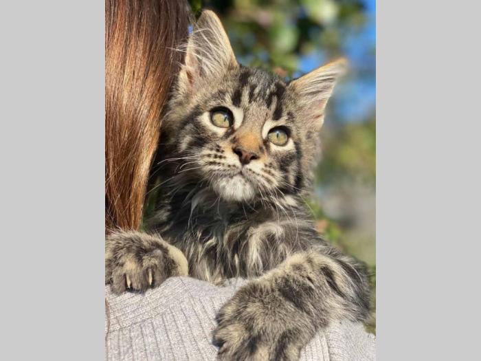 maine coon mace štenci muškog pola besplatni mali oglasi