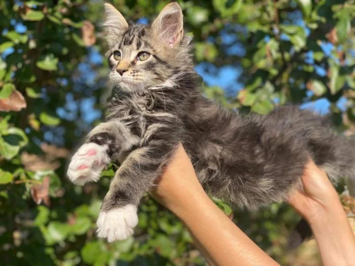 maine coon mace štenci muškog pola besplatni mali oglasi