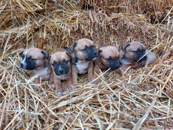pit bull štenci besplatni mali oglasi