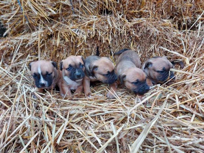 pit bull štenci besplatni mali oglasi