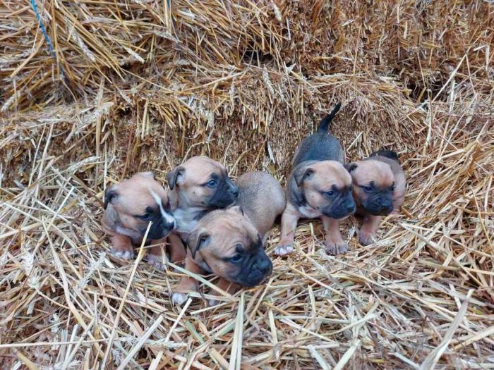 pit bull štenci besplatni mali oglasi