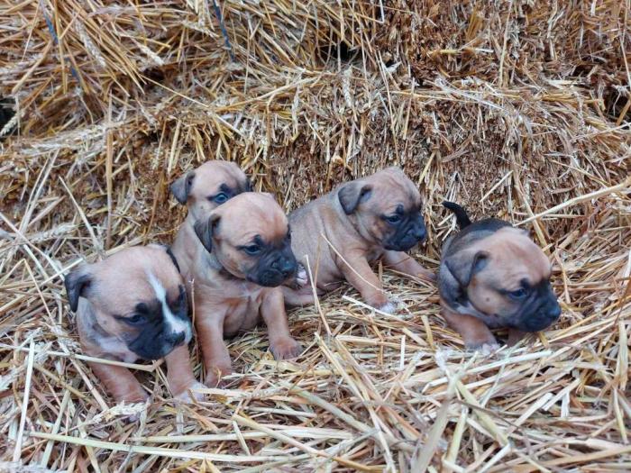 pit bull štenci besplatni mali oglasi