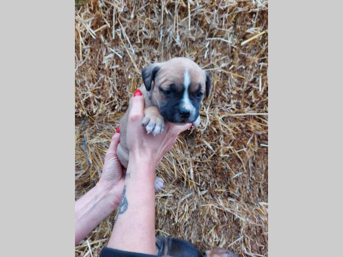 pit bull štenci besplatni mali oglasi