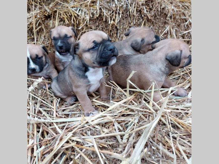 pit bull štenci besplatni mali oglasi