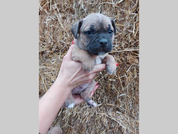 pit bull štenci besplatni mali oglasi