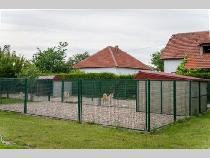 američka akita besplatni mali oglasi