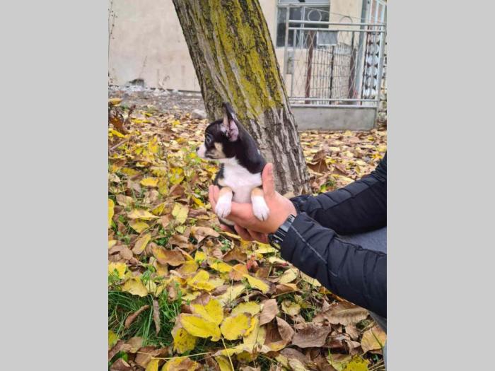 mikro čivava besplatni mali oglasi