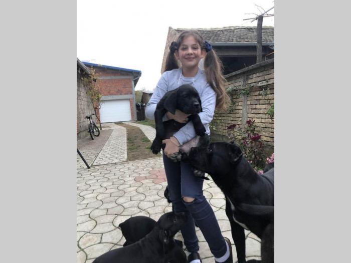 cane corso odlični štenci besplatni mali oglasi