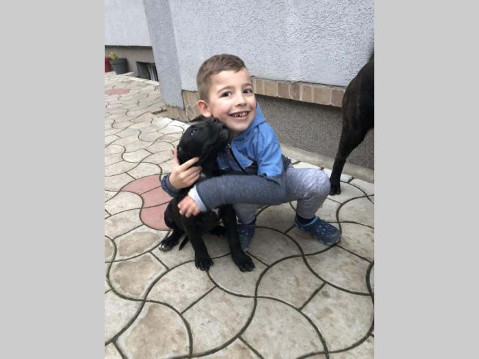cane corso odlični štenci besplatni mali oglasi