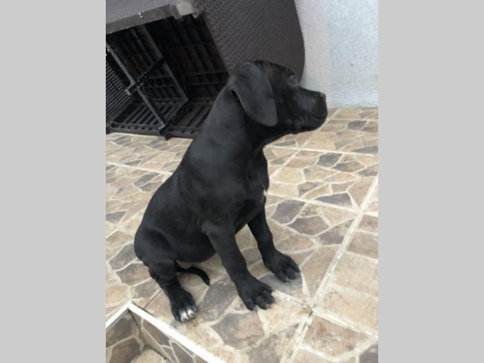 cane corso odlični štenci besplatni mali oglasi
