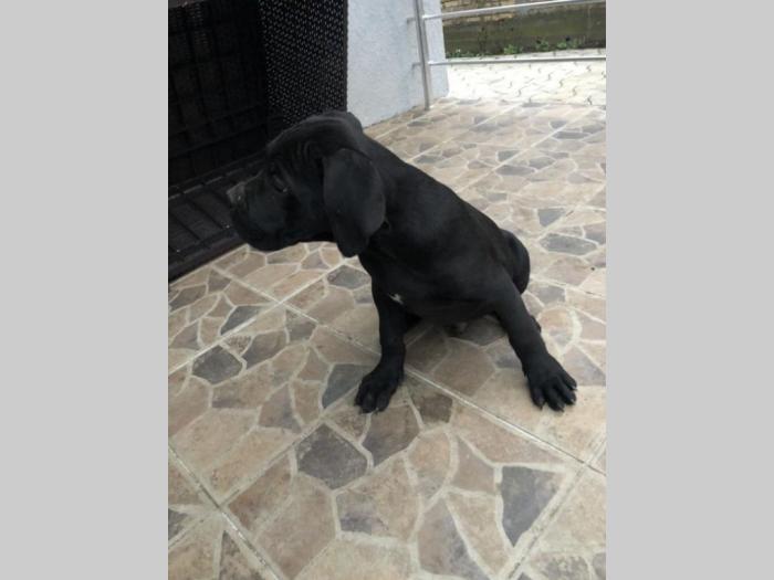 cane corso odlični štenci besplatni mali oglasi
