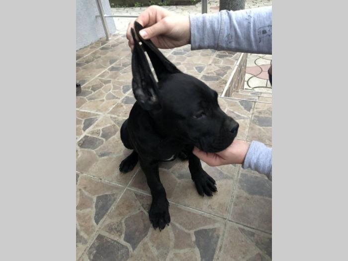 cane corso odlični štenci besplatni mali oglasi