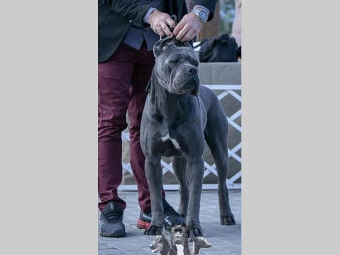 cane corso odlični štenci besplatni mali oglasi