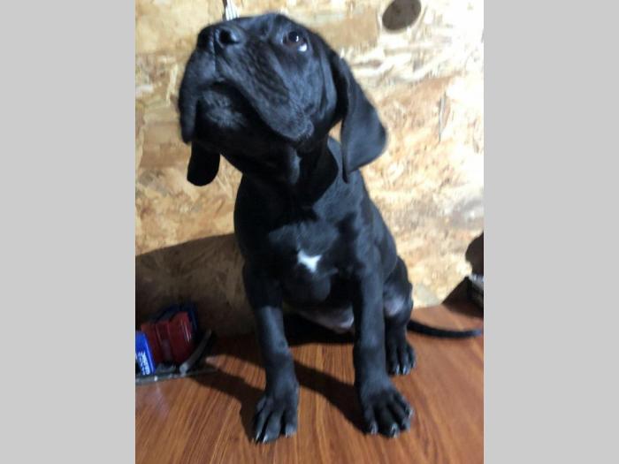 cane corso odlični štenci besplatni mali oglasi
