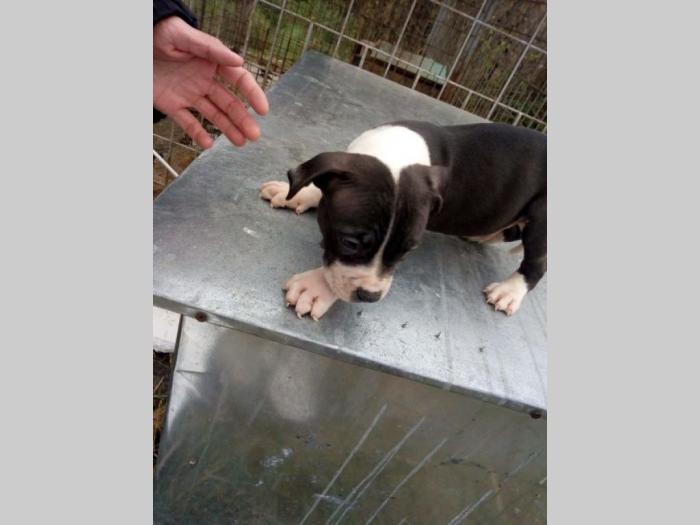 pitbull štenci besplatni mali oglasi