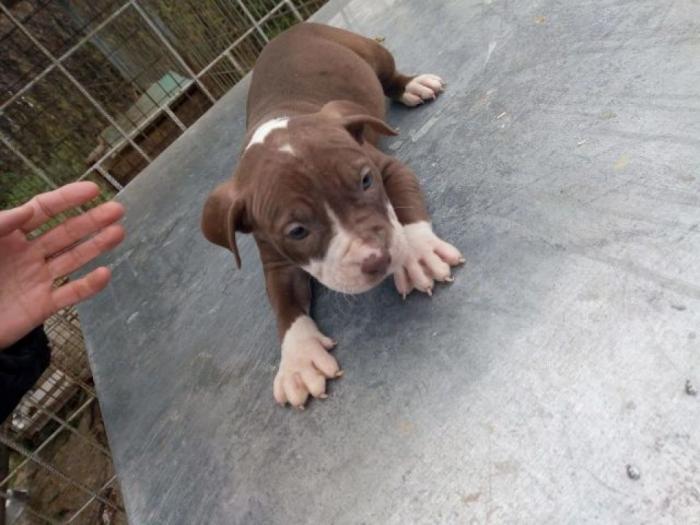 pitbull štenci besplatni mali oglasi