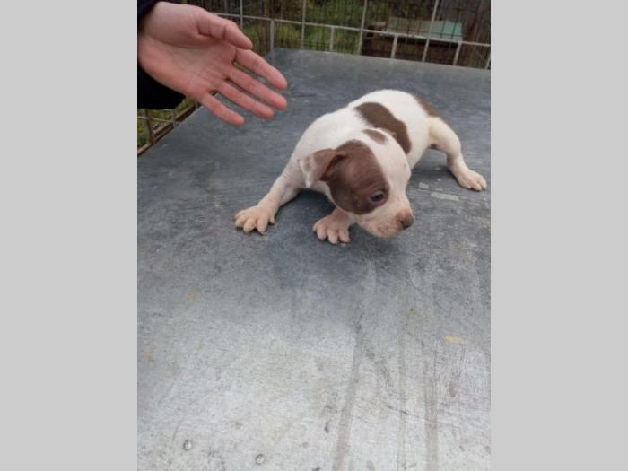 pitbull štenci besplatni mali oglasi