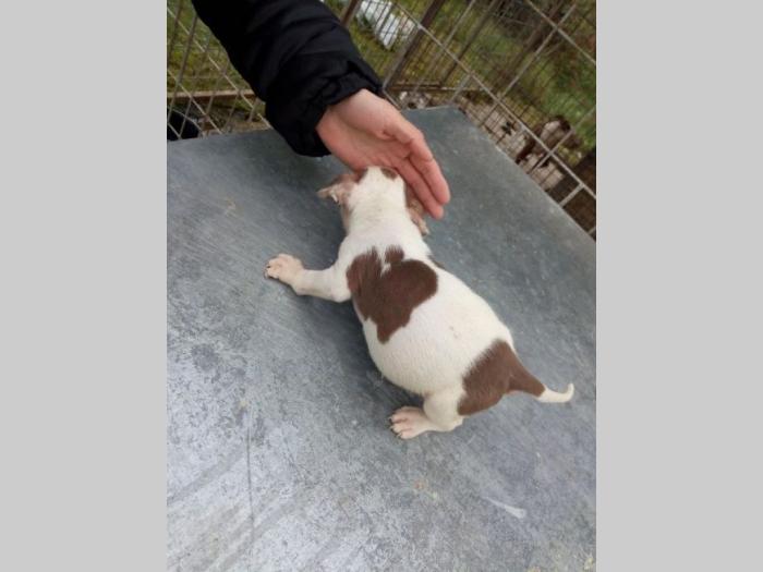 pitbull štenci besplatni mali oglasi