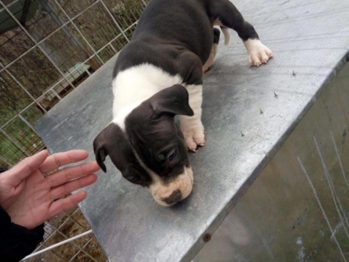 pitbull štenci besplatni mali oglasi