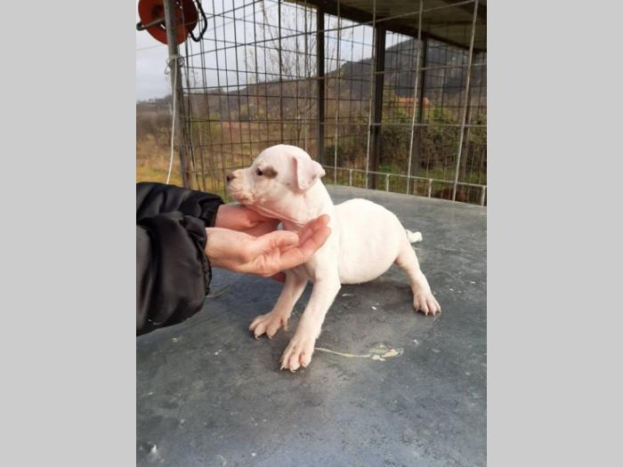 pitbull štenci besplatni mali oglasi