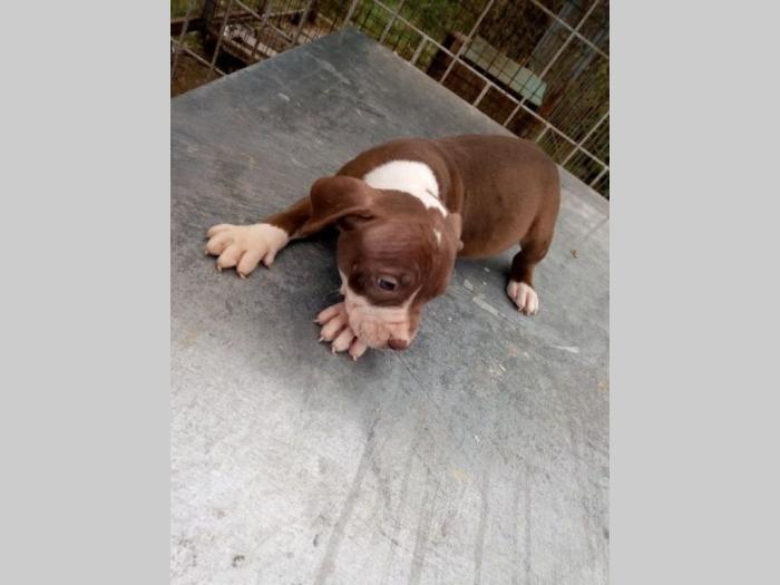 pitbull štenci besplatni mali oglasi