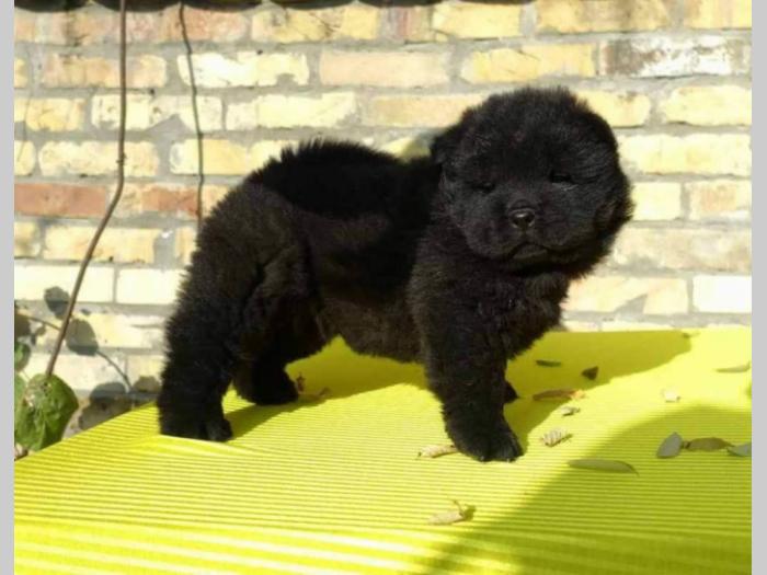 tri crne devojčice chow chow besplatni mali oglasi