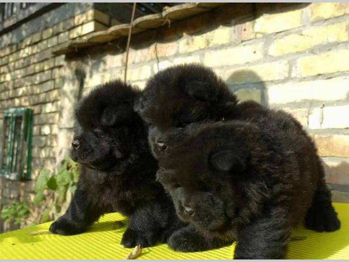 tri crne devojčice chow chow besplatni mali oglasi