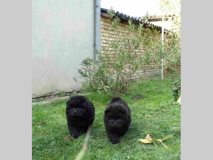 tri crne devojčice chow chow besplatni mali oglasi